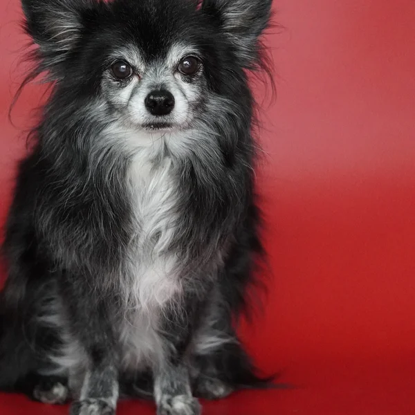 问鼎娱乐21点游戏